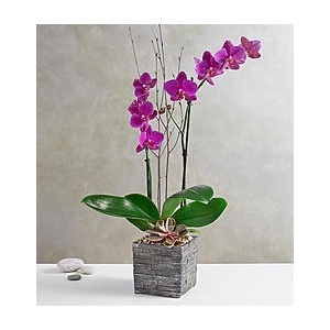 Kuuking 60cm, t.roosa+dekoratsioon