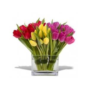 Tulp Mix