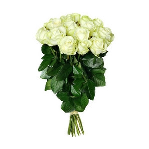 Valge roos 60cm-70cm