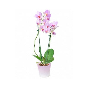 Kuuking 60cm, mix+dekoratsioon