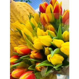 Tulp Mix