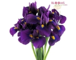 Iiris 60cm