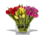 Tulp Mix