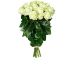Roosa roos 60-70cm Equador