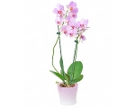 Kuuking 60cm, mix+dekoratsioon