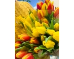 Tulp Mix